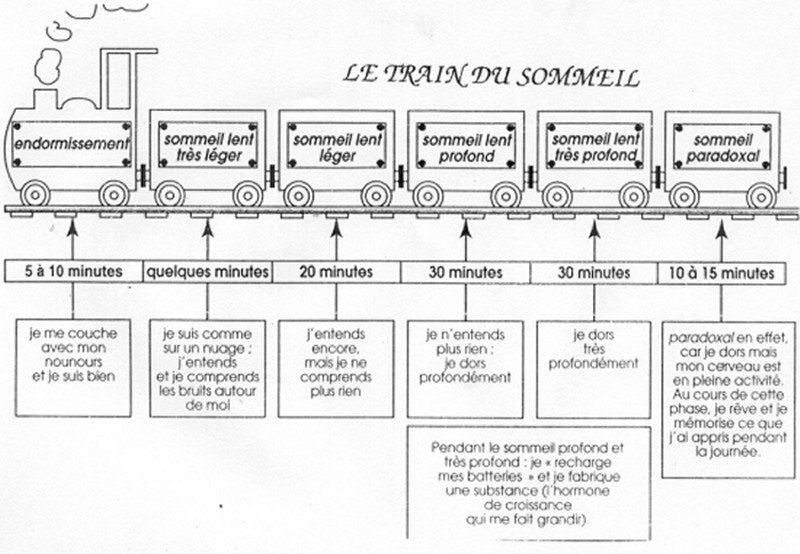 PSE:Questions: Les Rythmes Biologiques Et Le Sommeil